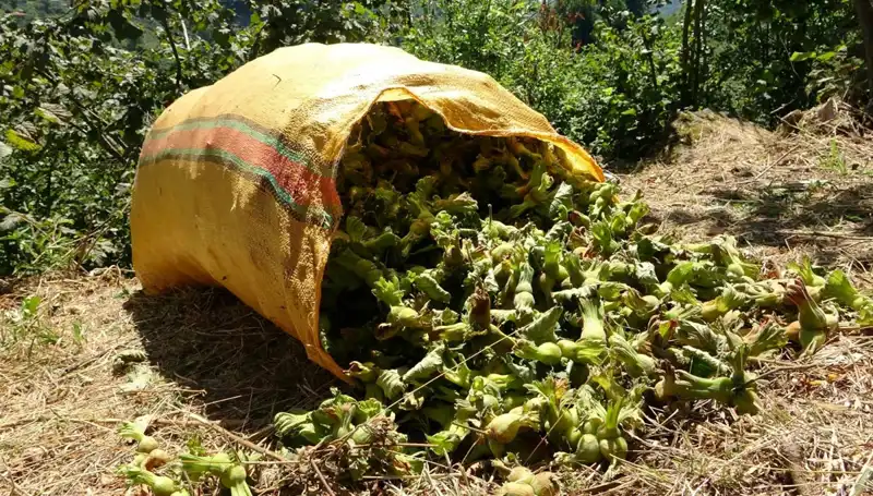 Giresun'da Fındık Hasadı Coşkusu Başladı: Çiftçiler Kentte Bir Araya Geldi