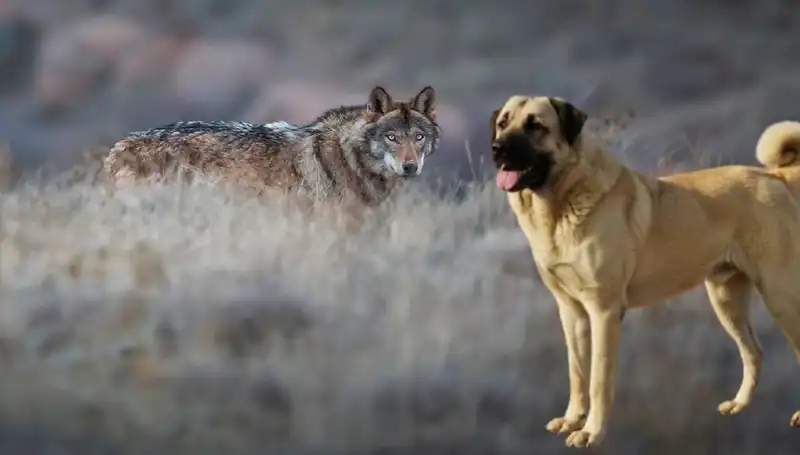 Kurt Popülasyonundaki Yükseliş, Kangal Köpeğine Olan Talebi Nasıl Etkiliyor?
