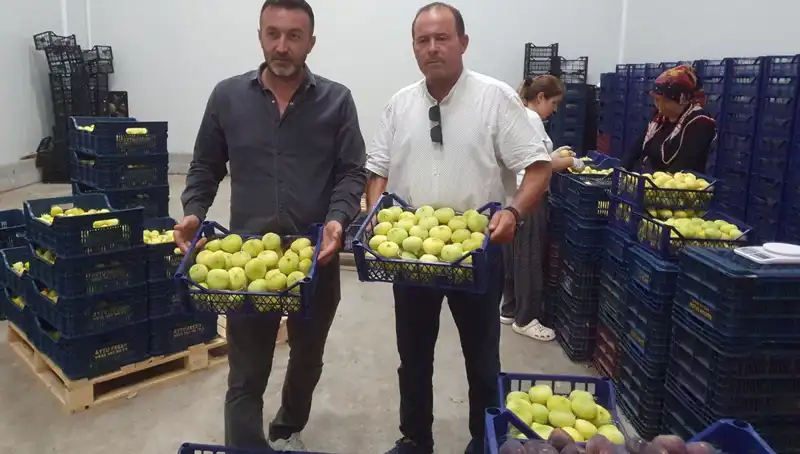 Mersinli Çiftçilerin Yüzünü Güldüren İhracat Başarısı: Tanesi 20 TL