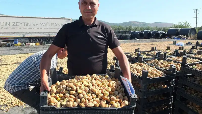 Balıkesir'de Hasat Sezonu: Balıklar Çin ve Rusya'ya İhraç Ediliyor