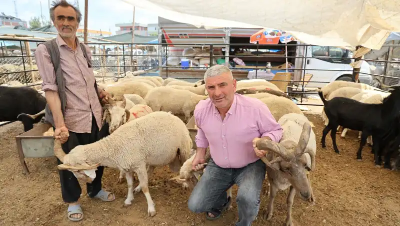 Kurban Pazarında Şaşkınlık Yaratan 4 Boynuzlu Koçlar