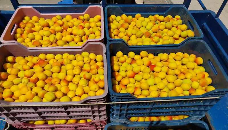 İlk Hasat Heyecanı: Çiftçiler, 500 TL'den Ürünlerini Satışa Sundu