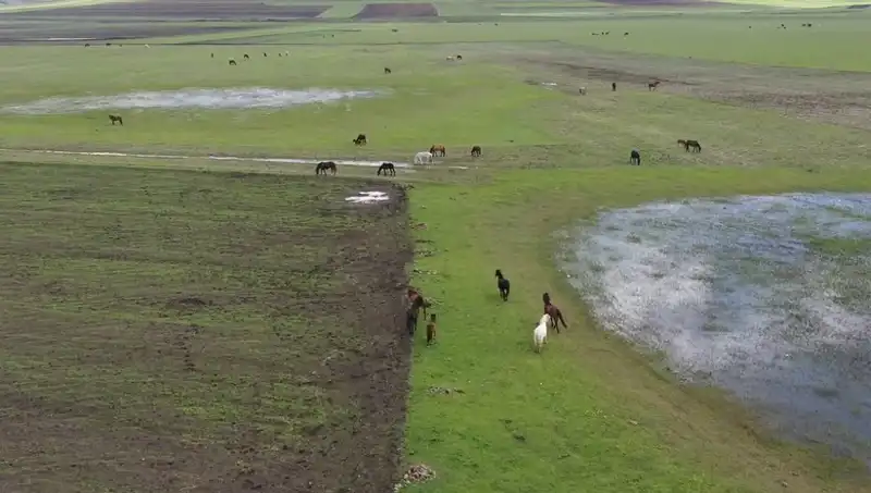 Kars'ın Yeşeren Doğasında Yılkı Atlarıyla Doğa Mucizesi