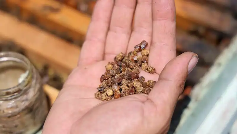 Eskiden Çöp Olan Gıda Şimdi Protein Zengini ve 3 Bin TL’den Satılıyor!