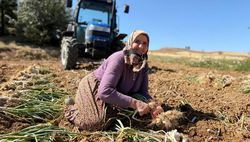 Türkiye'nin Selenyum Zengini: Bin 200 Lira Değerinde Bir Tarla
