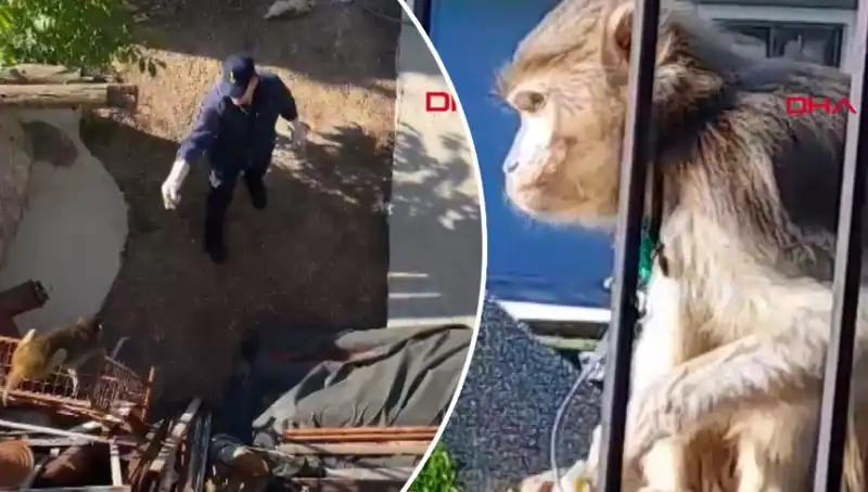 Muğla’da Sıra Dışı Olay: Mahalledeki Maymun Kovalamacasına Tanık Olun!