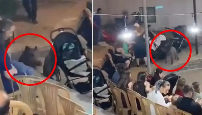 Düğün Törenine Aniden Dalan Yaban Domuzu, Şaşkınlık ve Kaos Yarattı