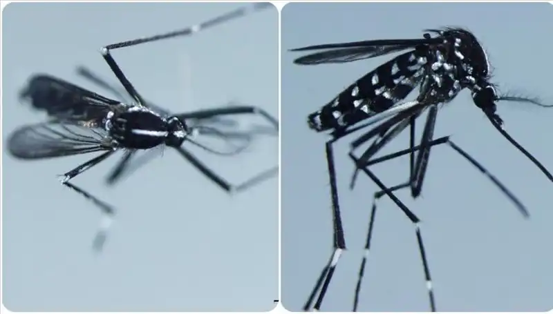 Chikungunya Virüsü: Belirtileri ve Duyulması Gereken Ülkeler Hakkında Bilgiler