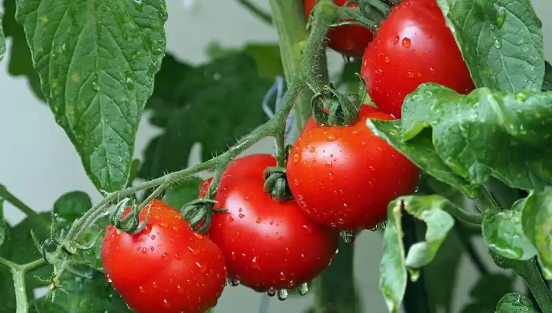 Domateslerin Geçmişi, İnsanların Geleceğiyle Nasıl Bağlantılıdır?