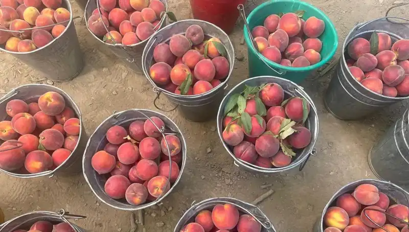 Çiftçiler Hasat Zamanında Yüzde Yüz Memnun: Fiyatlar 100 Liraya Ulaştı!