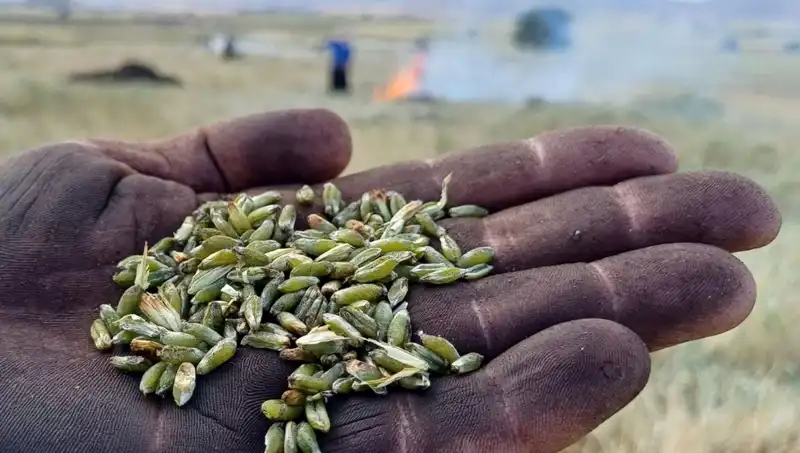 Firik Sezonu Başladı: Geleneksel Lezzetin Modern Yüzü