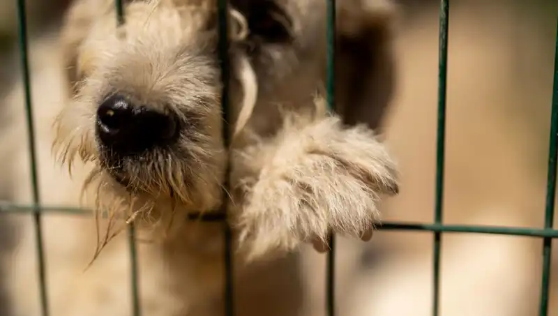 İş Stresi, Ofis Hayatında Köpekleri de Etkiliyor: Nasıl Koruruz?