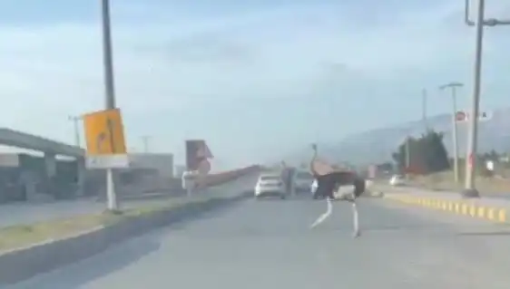 Trafikte Deve Kuşu Görüntüleri Sosyal Medyada Şaşkınlık Yarattı