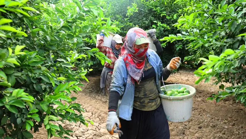 Marketlerde 150 Lira! Fiyatı Düşürecek Hasat Sevinci Başladı